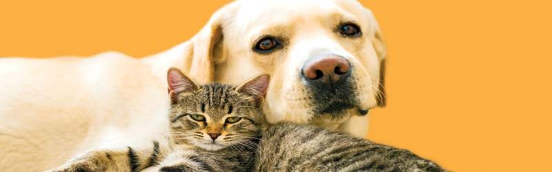 Napa Humane hero image