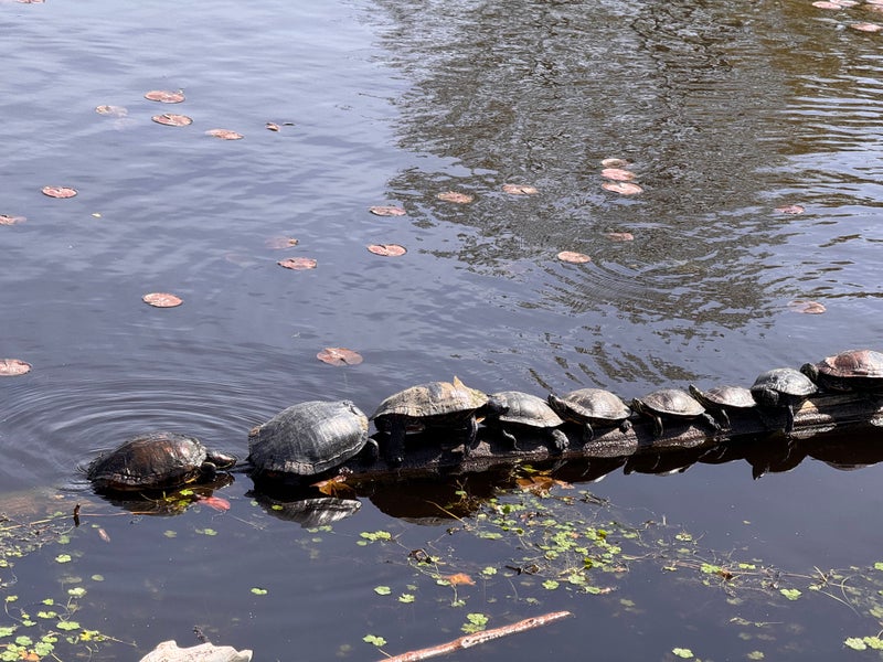Importance of Turtle Conservation at Juanita Bay - Slide 
