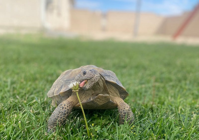 Tortoise Living Well: Insights into Its Lifestyle - Slide 