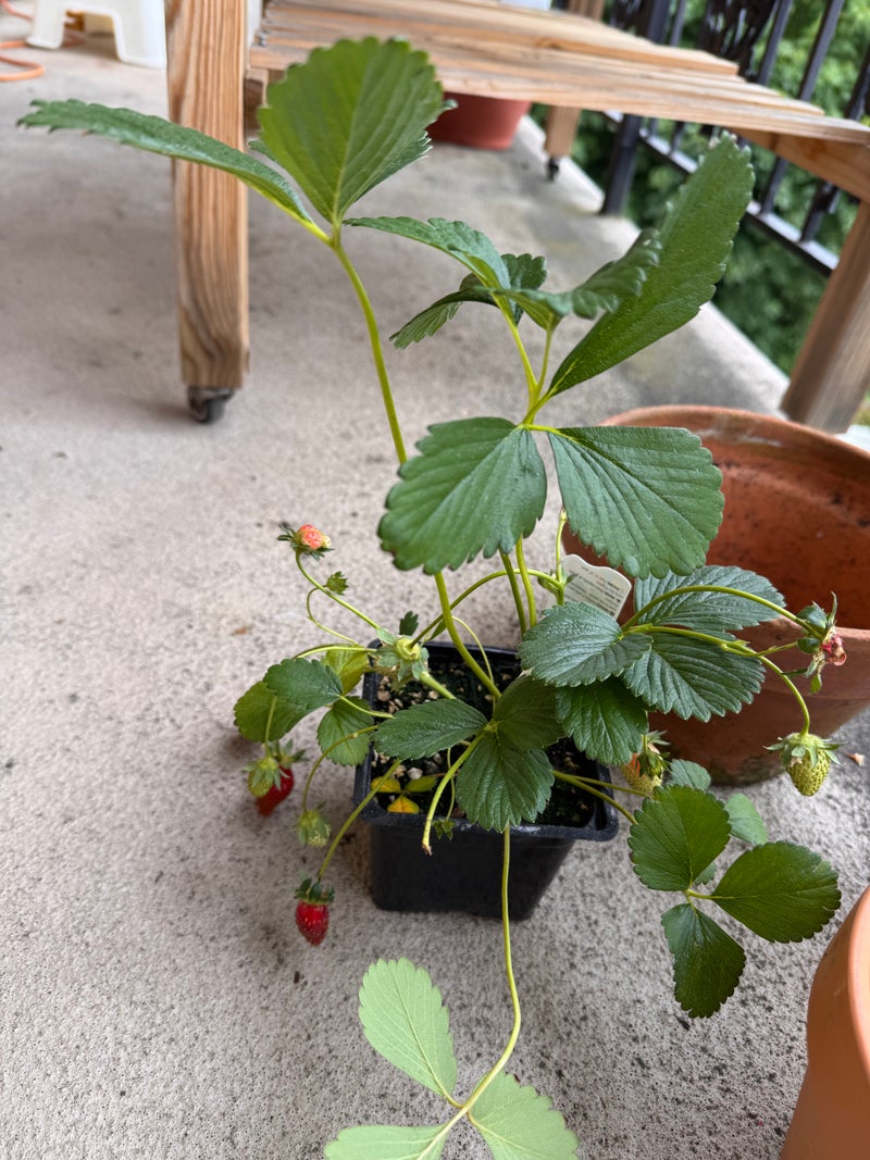 Growing Strawberries for Food Bank Donation - Slide 