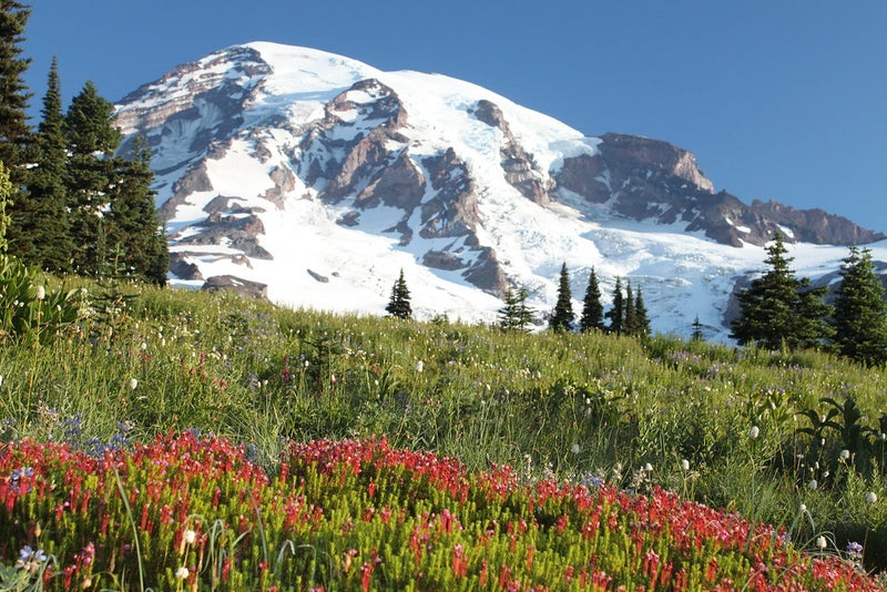 Volunteer at Mt. Rainier to Protect Wildflower Meadows - Slide 