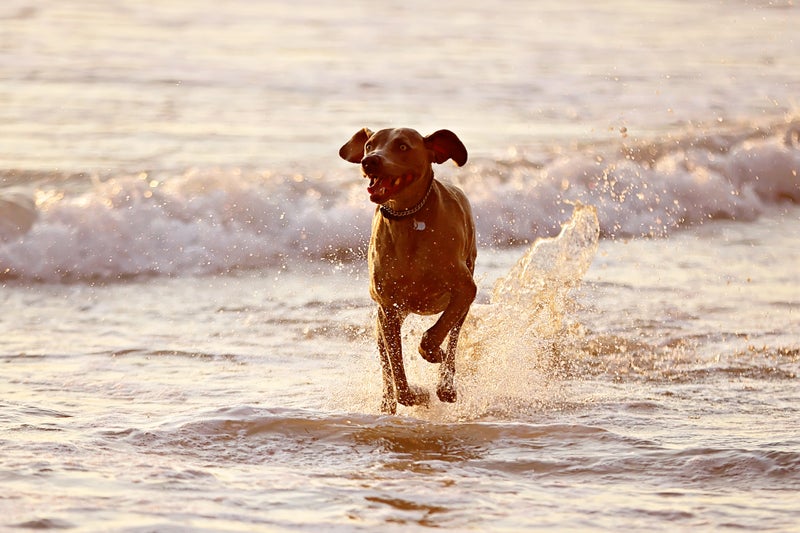 Beach Cleanup with My Dog: A Practical Effort - Slide 