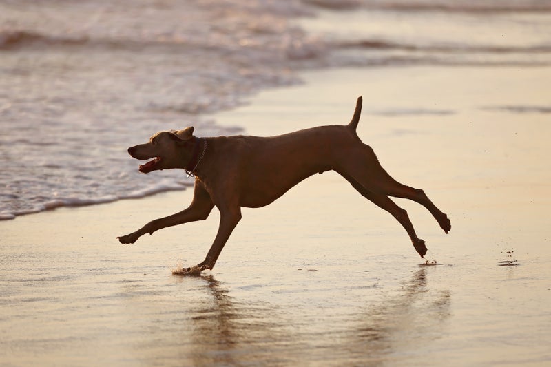 Louie the Dog Helps Clean Beaches - Slide 