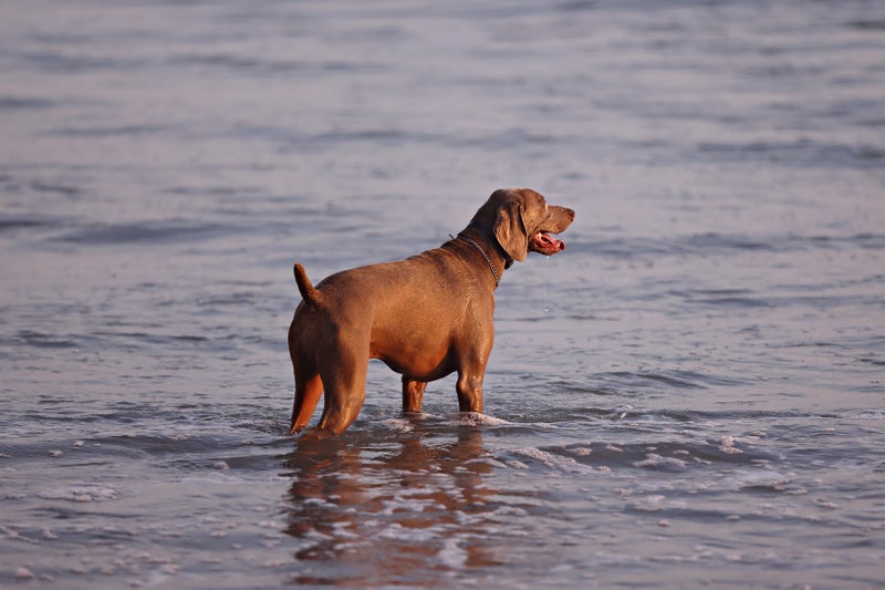 Louie the Dog Helps Clean Beaches - Slide 