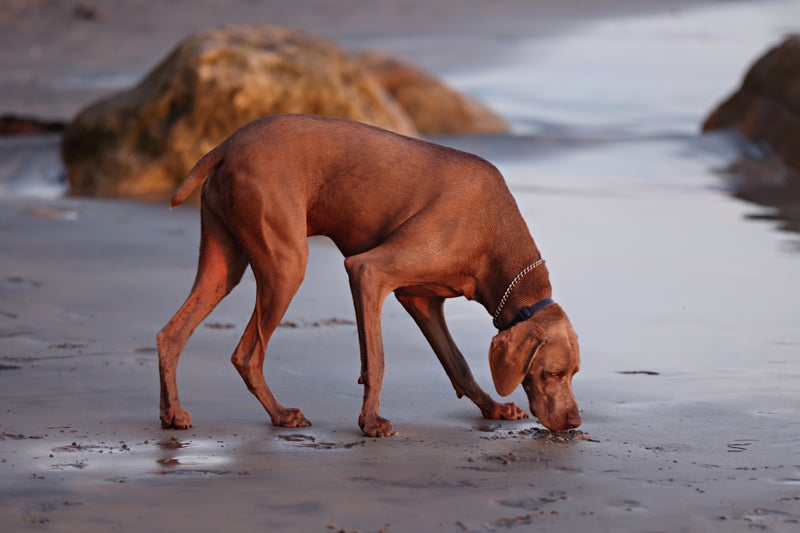 Beach Cleanup with My Dog: A Practical Effort - Slide 