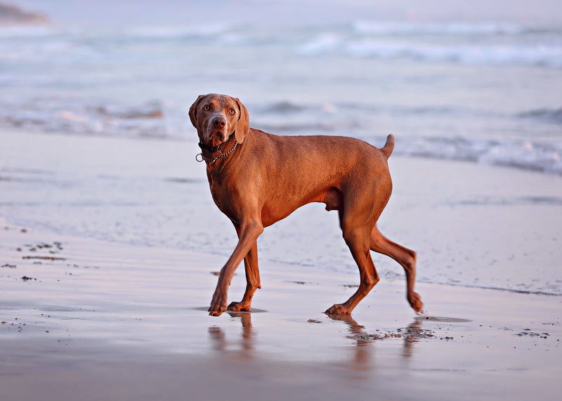 Beach Cleanup with My Dog: A Practical Effort - Slide 