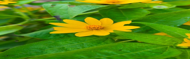 BerrmingNPO hero image