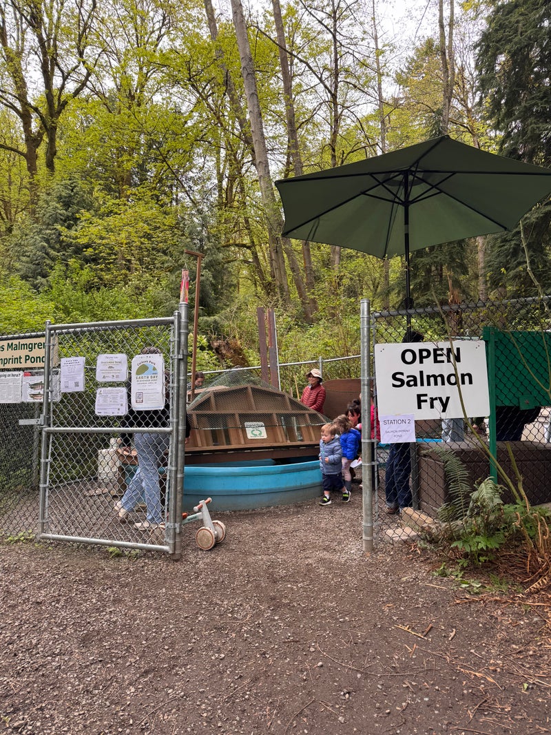 Volunteering at Carkeek Park: A Look into Local Salmon Conservation Efforts - Slide 