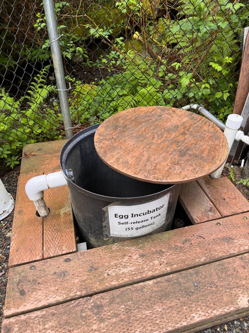 Volunteering at Carkeek Park: A Look into Local Salmon Conservation Efforts - Slide 