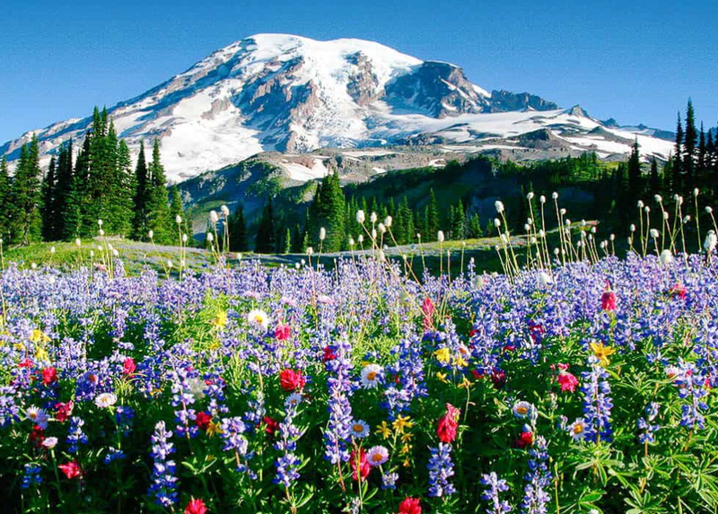 Volunteer at Mt. Rainier to Protect Wildflower Meadows - Slide 