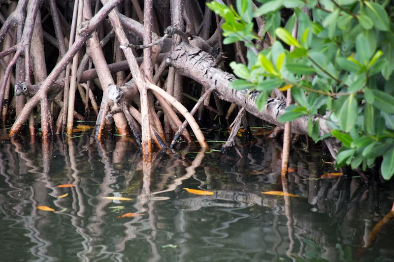 Environment Conservation