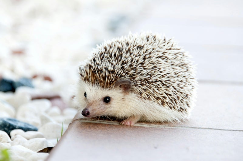 Lena Helps Hedgehogs Thrive in Urban Garden - Slide 