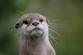 Otters Need Protection: Conservation Efforts Explained - Slide 