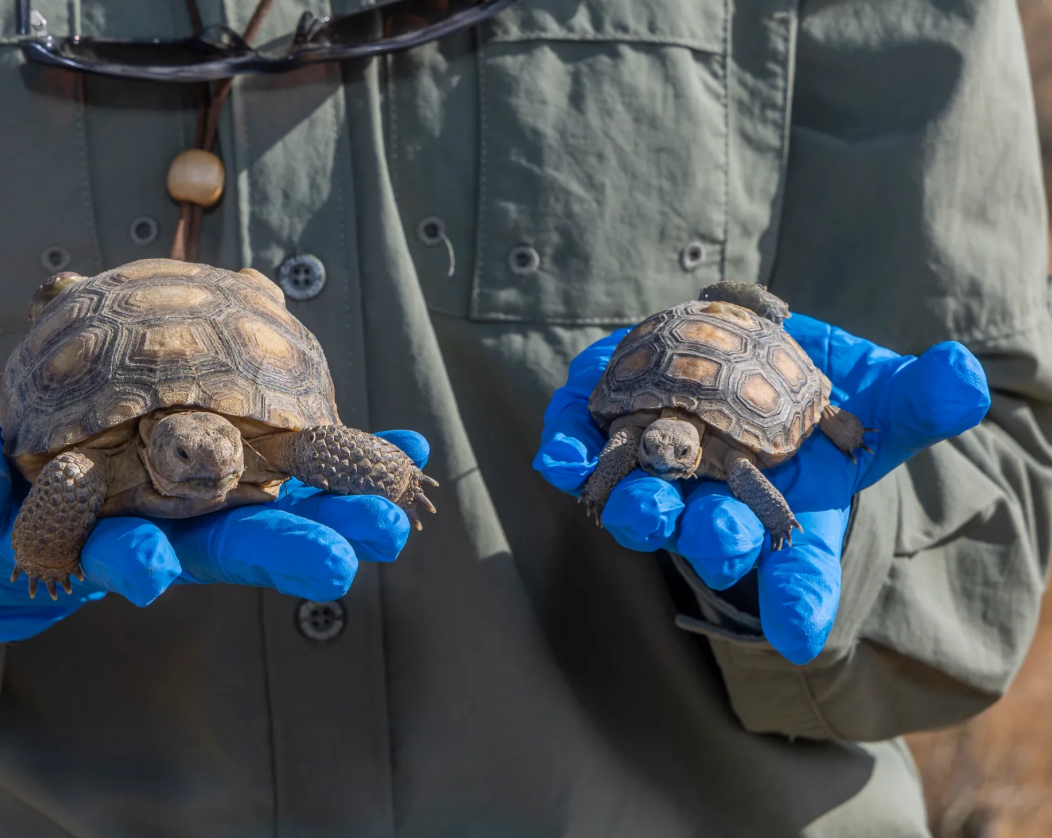 A Test Tortoise Story: Basic Overview and Details - Slide 